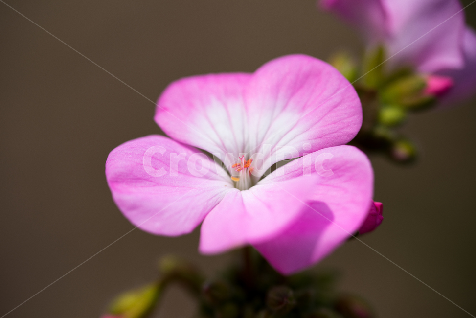 봄꽃,분홍,봄,접사,love,봄,계절,spring,season,식물,자연,plants,nature,꽃,flower,geranium,제라늄,plant,blossom