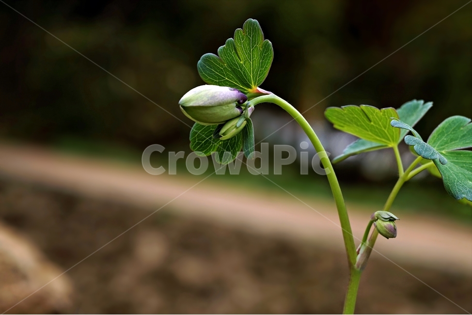 매발톱꽃,꽃,columbine,buds,leaves,beforeflowering,미나리아제비과,식물,자연,plants,nature,꽃,flower