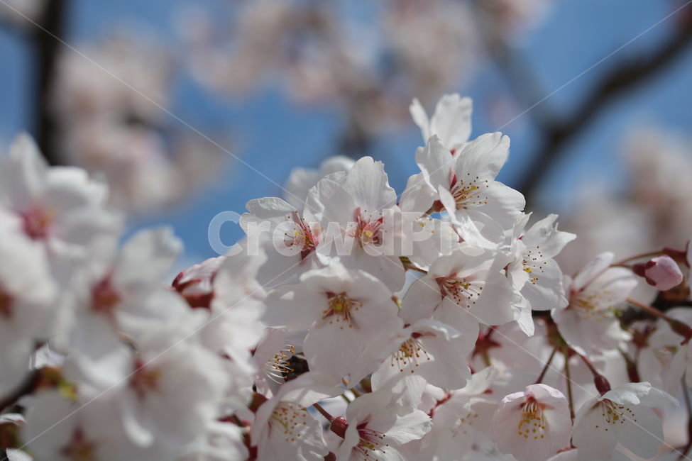 벚꽃,꽃,봄,계절,식물,자연,브라운,분홍색,하얀색,색깔,cherryblossom,pink,brown,white,flower,spring,season,color,plant,nature,봄,계절,spring,season,식물,자연,plants,nature,꽃,flower,blossom
