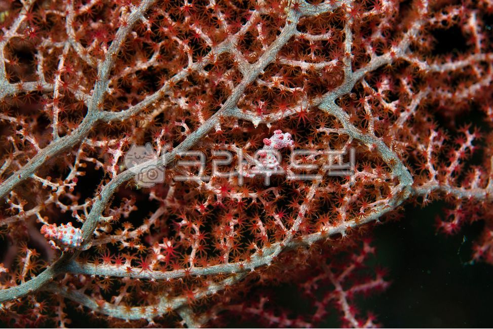 Indonesia,liveaboard,scuba diving,sea,Komodo,overseas