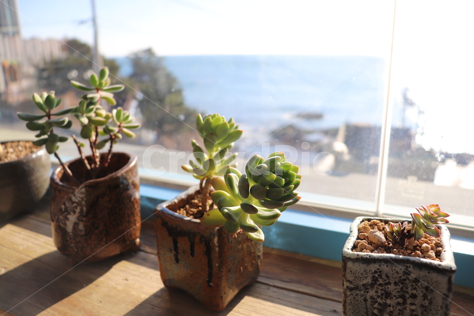 plant,식물,카페,창가,화분