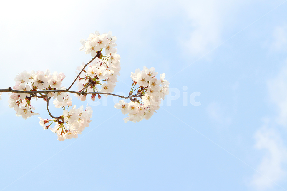 봄,감성사진,일상,풍경,꽃,벚꽃,풍경사진,하늘,cherryblossom,daily,sky,flower,spring,봄,계절,spring,season,식물,자연,plants,nature,꽃,flower,plant
