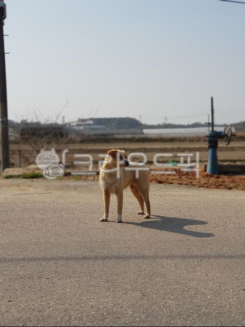 길거리,시골,강아지,개,자연풍경,귀여운