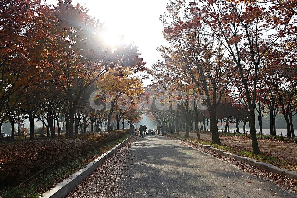 길,단풍길,조깅,사람,단풍,낙엽,산책로,로드,식물,자연,풍경,인천대공원,안개,가을,계절,fall,autumn,season,자연,풍경,nature,landscape,asphalt,아스팔트,road,도로,tree,나무,plant,dirt road,흙길,gravel,자갈,tree trunk,나무 줄기