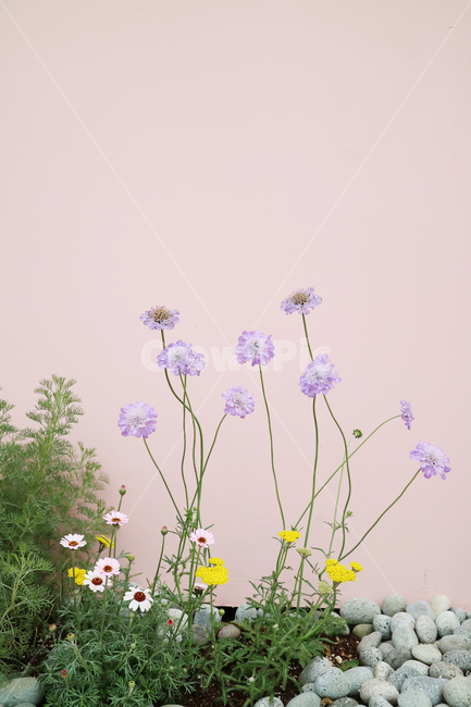 꽃,꽃밭,봄,정원,식물,자연,꽃송이,컬러풀,분홍벽,식물,자연,plants,nature,꽃,flower