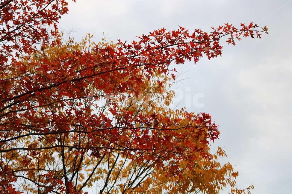 나무,단풍,단풍나무,자연,가을,나뭇잎,식물,가을,계절,fall,autumn,season,자연,풍경,nature,landscape,leaf,잎,plant,tree,maple