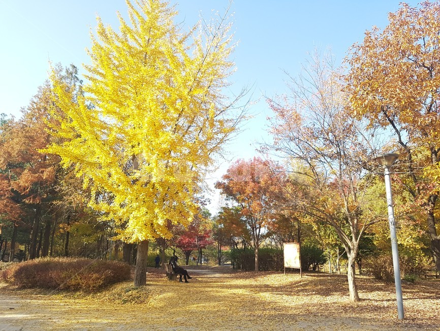 가을,단풍,은행잎,단풍잎,은행,자연,계절