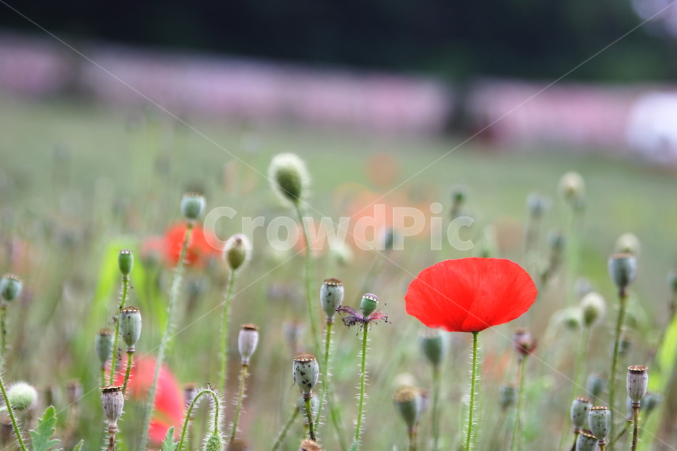 양귀비,꽃,빨강,flower,poppy