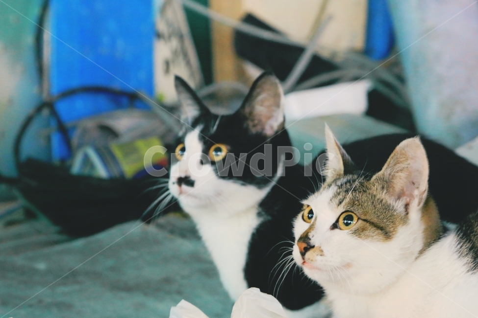 동물,animal,cat,고양이,애완동물,pet,동물,animal,포유류,mammal,고양이,cat,kitten,kitty