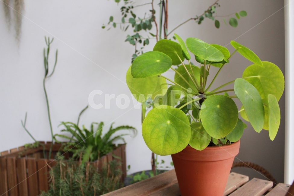 화분,화초,식물,plants,cafe,카페,식물원,greenish,green,감성사진,식물,자연,plants,nature,실내용화초,화분,화초,house plant