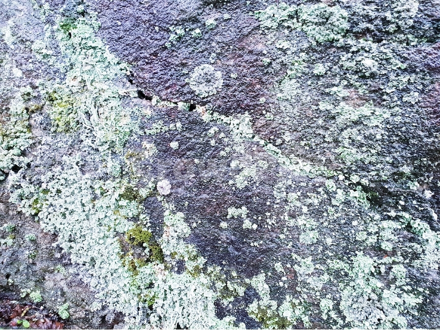 이끼,자연,식물,바위,배경,moss,nature,flora,rock,background,자연,풍경,nature,landscape,록