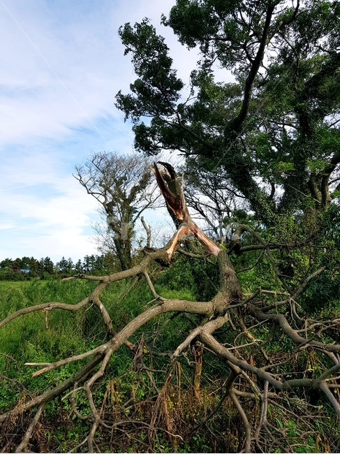 부러진나무,꺾인나무,나무,brokentree,tree