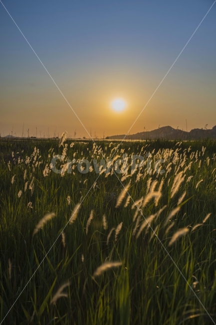 풍경,노을,저녁,수섬,출사,삘기꽃,백묘화,자연,풍경,nature,landscape,휴식,힐링,rest,relaxation,healing,grass,잔디,plant,식물,field,들,outdoors,옥외,grassland,목초지