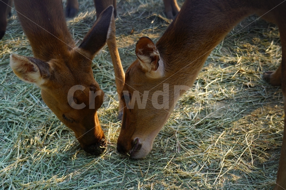 사슴,동물,포유류,짐승,animal,deer,초식동물,자연,nature,생명,귀여운,귀엽다,귀엽게,표정,움직임,동물원,동물,animal,포유류,mammal