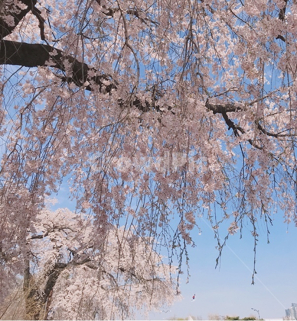 배경,풍경,봄,꽃,벚꽃,흩날리는,spring,flower,식물,자연,plants,nature,꽃,flower