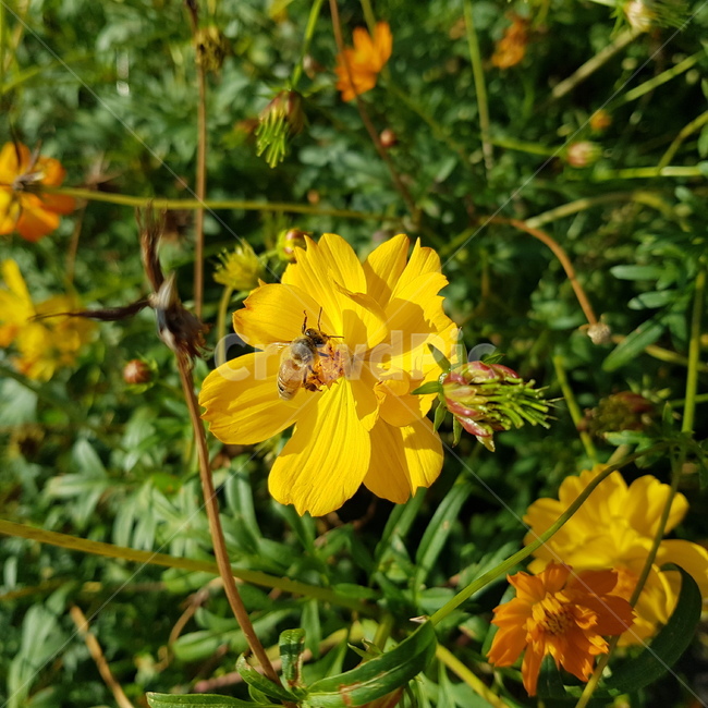 꽃,코스모스,황화코스모스,벌,bee,plant,곤충,식물,가을,가을꽃,cosmos,식물,자연,plants,nature,꽃,flower
