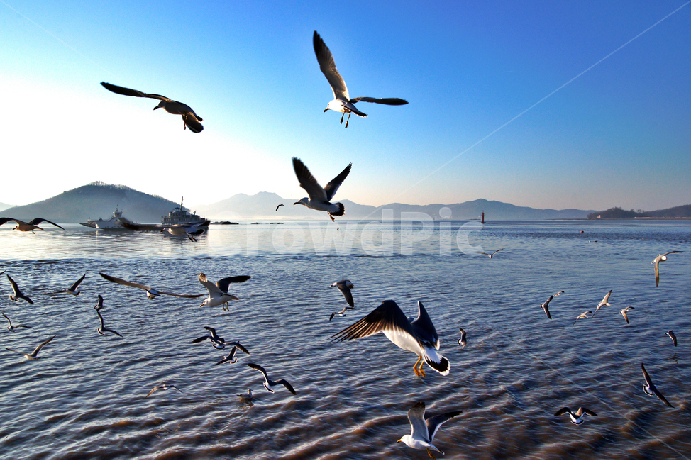 여객선,출항,입항,외포리,강화도,바다,갈매기,섬,동물,animal,조류,새,birds