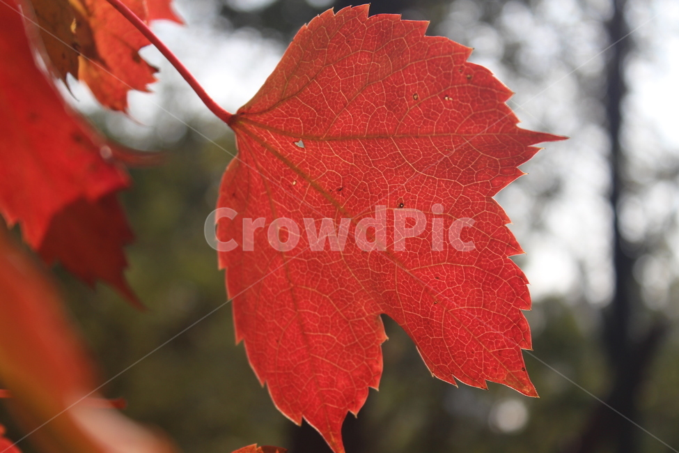 plant,식물,leaf,잎,단풍,가을,계절,fall,autumn,season