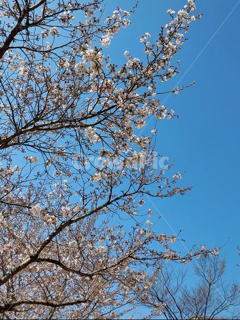 꽃,봄,벚꽃,감성적인,분위기있는