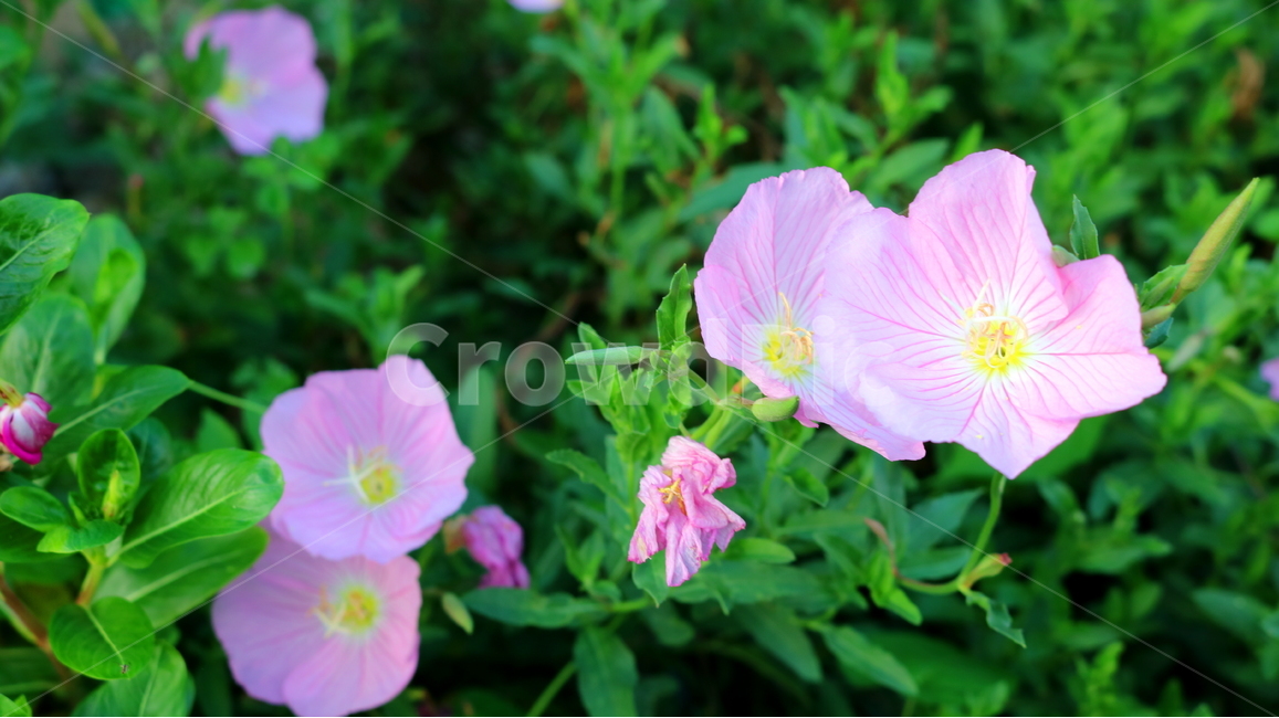 달맞이꽃,꽃,낮달맞이꽃,식물,바늘꽃과,분홍꽃,자연,관상용,식물,자연,plants,nature,꽃,flower