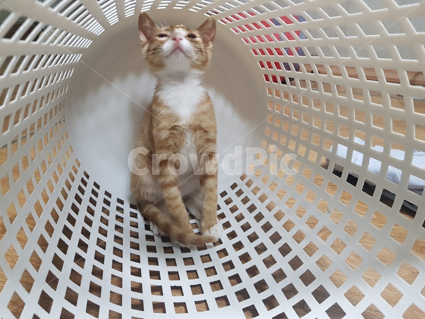 고양이,cat,꼬맹이,아기,빨래통,동물,animal,포유류,mammal,고양이,cat,kitten,kitty