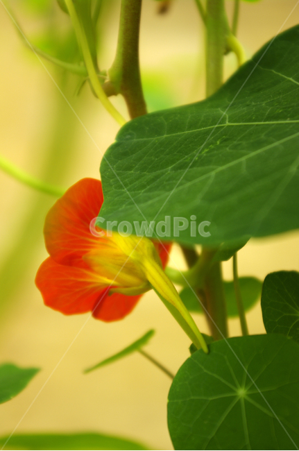 꽃,식물,flower,plant,한련,식물,자연,plants,nature,꽃,flower