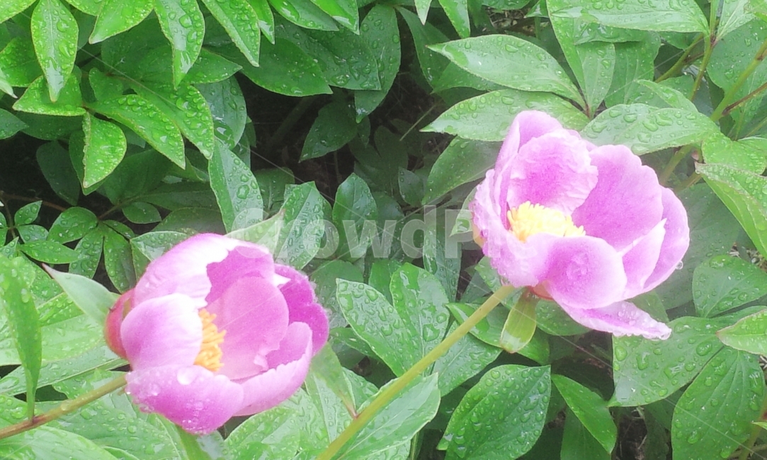 작약,꽃,약초,식물,정원,순천,식물,자연,plants,nature,꽃,flower