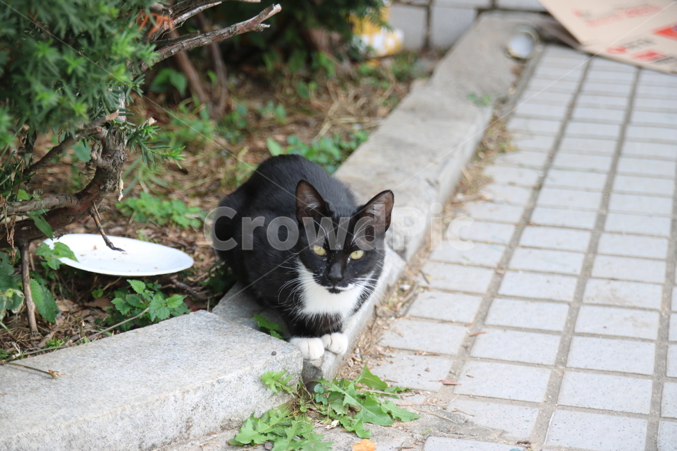 고양이,cat,길냥이,동물,animal,공원