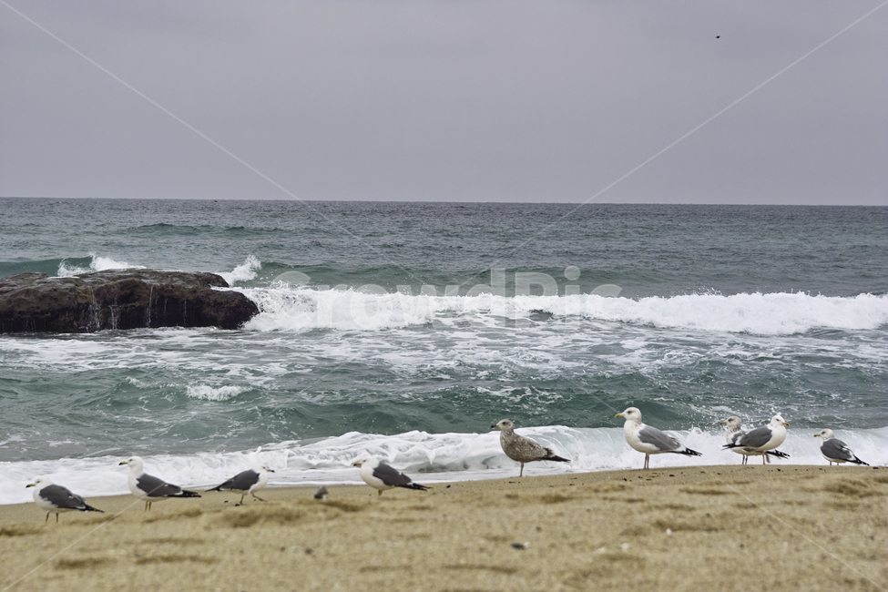 바다,해변,갈매기,강릉바다,해변갈매기,해변,바다,beach,sea,동물,animal,조류,새,birds