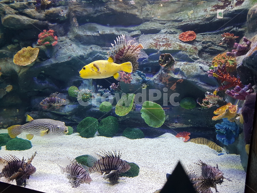 물고기,fish,수족관,아쿠아리움,바다,어류,물고기,fish