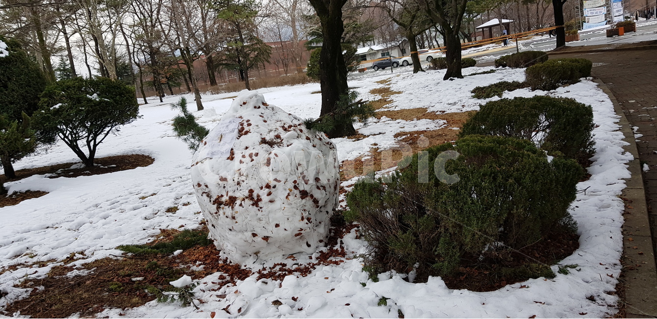 눈,나무,눈사람,눈뭉치,숲,겨울,계절,winter,season,자연,풍경,nature,landscape,tree,plant,식물,tree trunk,나무 줄기