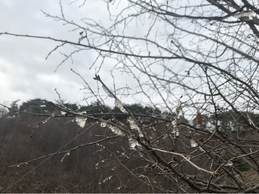 겨울,나무,얼음꽃,자연,풍경,겨울,계절,winter,season,식물,자연,plants,nature,나무,trees,wood