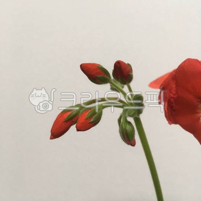 geranium,blossom,winter,flowering,flower,bud,spring,spring flowers,pelargonium,home gardening,plant