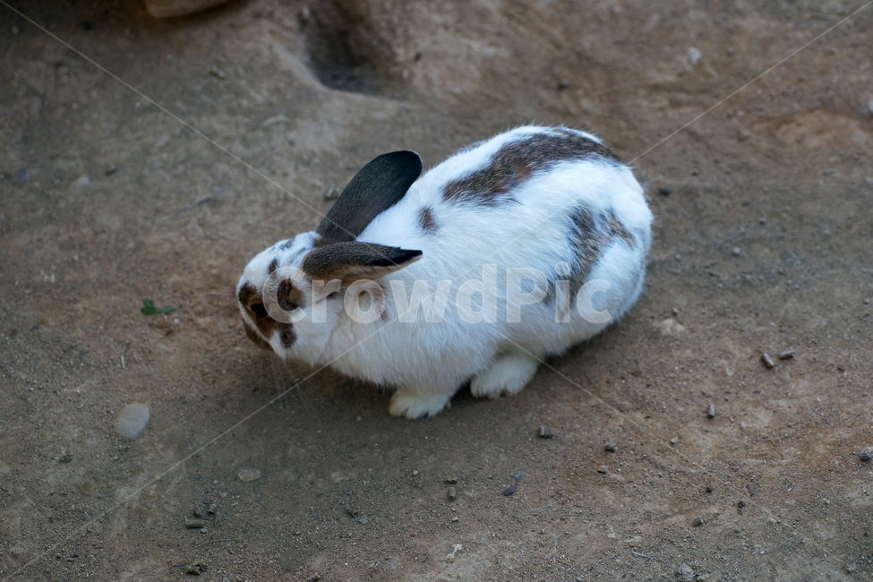 토끼,동물,집토끼,산토끼,포유동물,야생형,얼룩토끼,동물,animal,포유류,mammal
