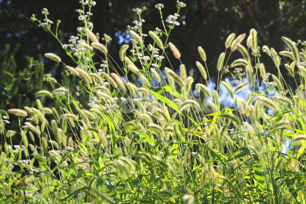 강아지풀,풀,잡초,벼과,식물,자연,구미초,낭미초,개꼬리풀,식물,자연,plants,nature