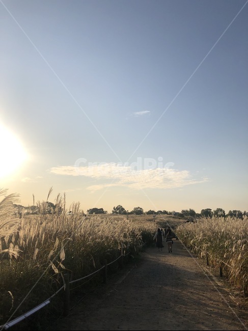 하늘공원,길,억새길,흙길,산책,식물,자연,갈대,시골길,가을,계절,fall,autumn,season,plant,grass,잔디,nature,outdoors,옥외