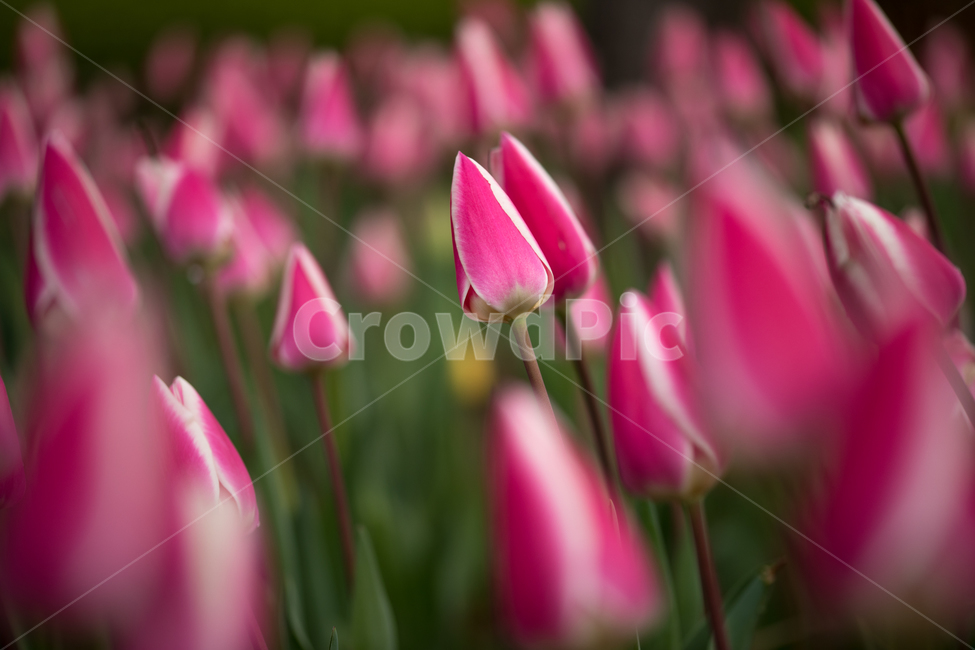 튤립,꽃,봄,봄꽃,식물,야외,실외,도심공원,봄,계절,spring,season,식물,자연,plants,nature,꽃,flower,plant,blossom