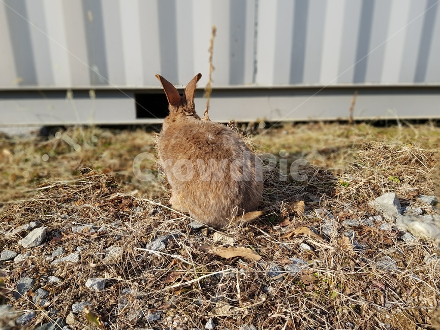 토끼,뒷태,누렁이,쫑긋,설치류,동물,animal,포유류,mammal
