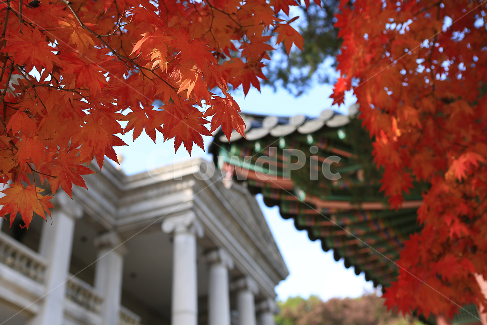 가을,단풍,덕수궁,궁,나무,fall,autumncolors,palace,tree,가을,계절,fall,autumn,season,한국전통,한국문화,korean traditional,korean culture,건축물,건물외관,exterior,building,structure,architecture,construction,plant,식물,leaf,잎