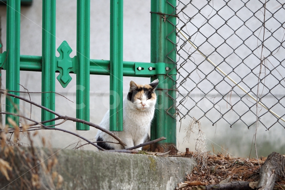 고양이,길고양이,들고양이,삼색고양이,삼색털고양이,동물,흰고양이,공원,낙엽,식물,철조망,나무,풀,나뭇가지,냐옹이,암컷,수컷,도둑고양이,길냥이,cat,animal,snap,snpshot,스냅,스냅사진,스넵,스넵사진,감성,감성사진,힐링,힐링사진,cute,pretty,동물,animal,고양이,cat,kitten,kitty,포유류,mammal