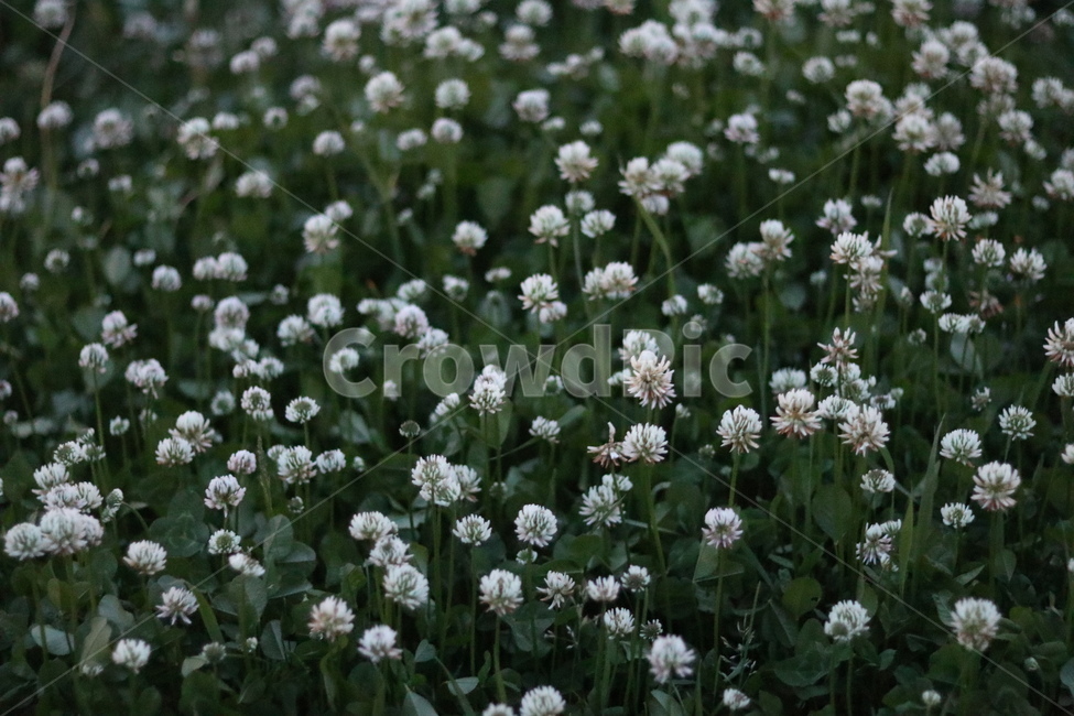 토끼풀,봄,행운,밤,흰색,식물,자연,plants,nature,꽃,flower