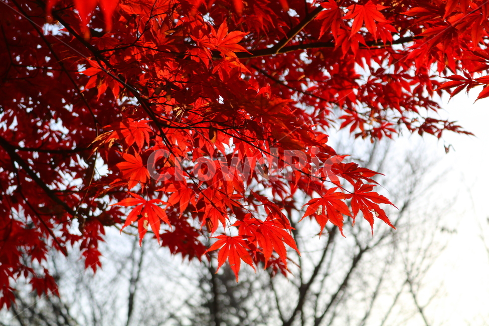 단풍,단풍나무,나무,식물,가을,자연,가을,계절,fall,autumn,season,식물,자연,plants,nature,leaf,잎,plant,tree,maple