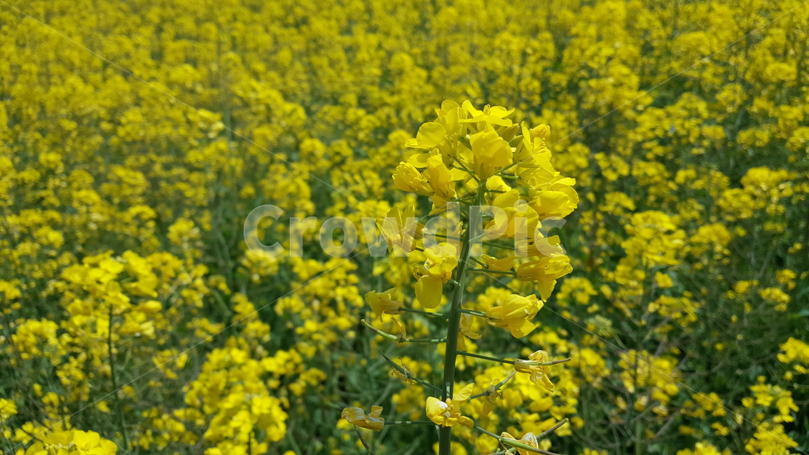유채꽃,outdoors,옥외,nature,자연,farm,식물,plant