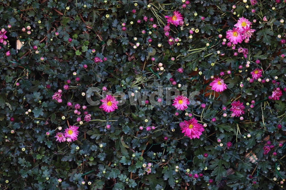 petal,꽃잎,flower,꽃,국화,식물,자연,plants,nature,꽃,flower