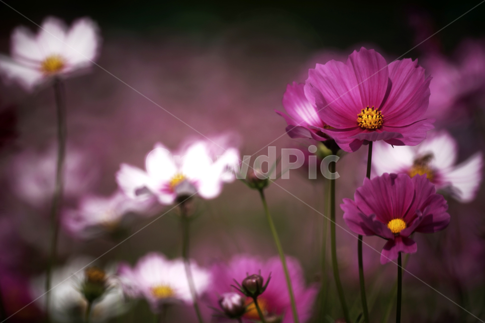 코스모스,꽃,식물,계절,가을,감성,가을,계절,fall,autumn,season,식물,자연,plants,nature,꽃,flower,plant