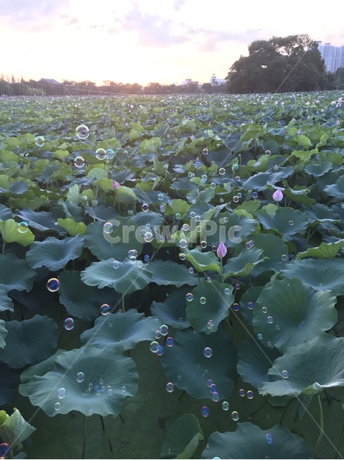 여름사진공모전,비눗방울,연꽃,plant,식물,lotus,bubbles,여름,summer