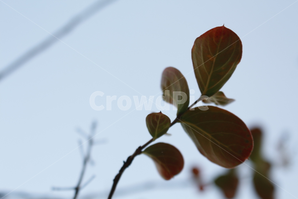 가을느낌,나뭇잎,붉은잎,나무,나뭇가지,단풍,단풍잎,leaf,잎,plant,식물,fall,autumn,nature