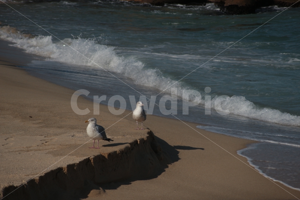 동물,새,조류,갈매기,바다,두마리,gull,해변,자연풍경,파도,해변,바다,beach,sea,동물,animal,조류,새,birds