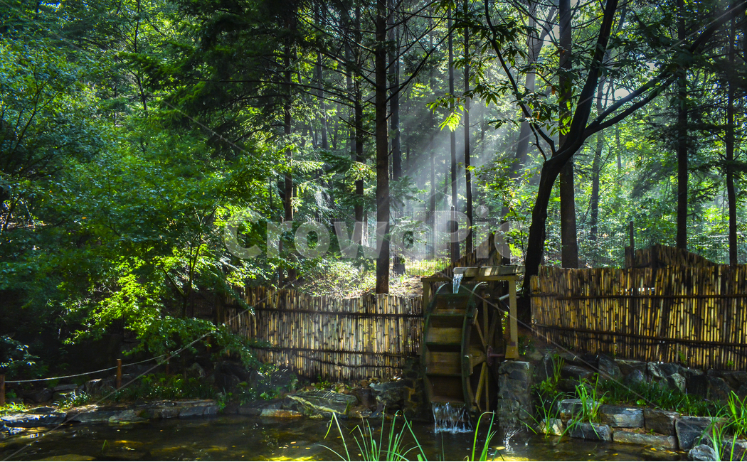 숲,아침,여명,빛줄기,물레방아,인천대공원,자연,풍경,nature,landscape,사물,물건,오브젝트,thing,object,matter,vegetation,초목,plant,식물,land,땅,outdoors,옥외,jungle,밀림,tree,나무,rainforest,열대 우림,woodland,삼림지,forest,water,물