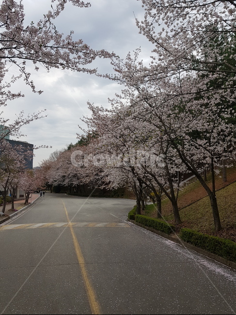 벚꽃,경치,사진,풍경,자연,나무,꽃